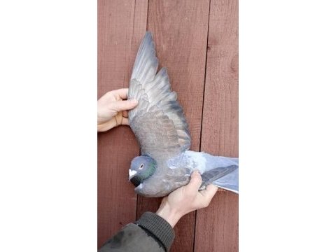 Polonya gönderim 1. sınıf güvercinler