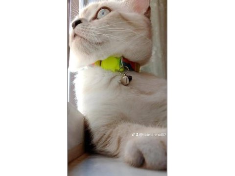 Kedimiz linda yeni yuvasını arıyor