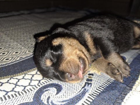 Melek rottweiler tosuncuklarım