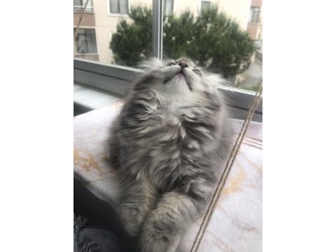 British longhair dişi yavrumuz ev ortamında doğdu