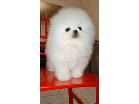 Mükemmel kalitede bir yavru ultra mini boy pomeranian