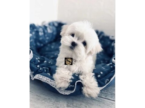 Maltese yavrumuz
