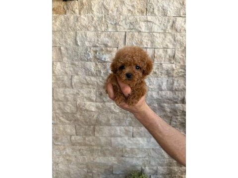Oyuncaktan farksız poodle köpeğimiz