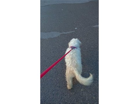 7 aylık aşıları tam cipli dişi maltipoo
