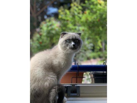 3 yasında scottish fold blue point