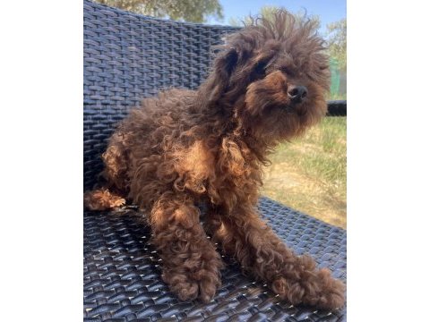 Erkek yetişkin poodle