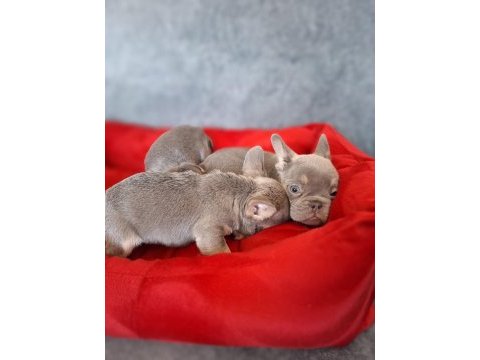 Üst kalite lilactan french bulldog bebekler