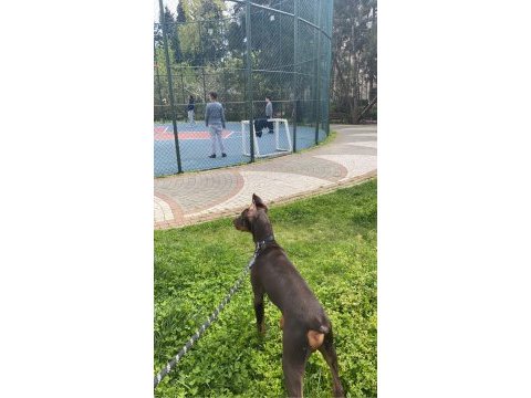 5 aylık yavru estetik kahverengi doberman
