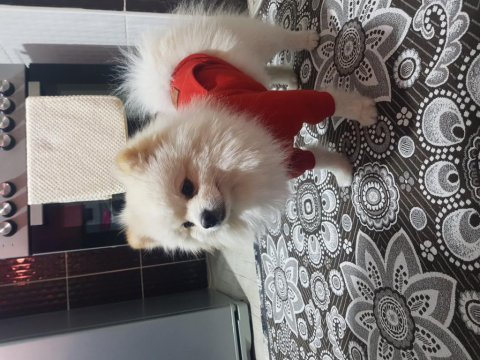 Pomeranian boo 1 yaşında