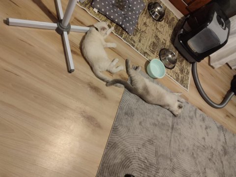 2.5 yaşında blue point british shorthair dişi