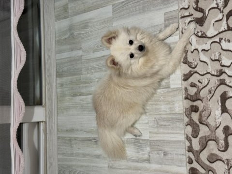 6 aylık pomeranian