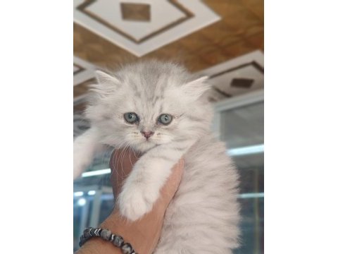 Brıtısh longhair yavrularımız