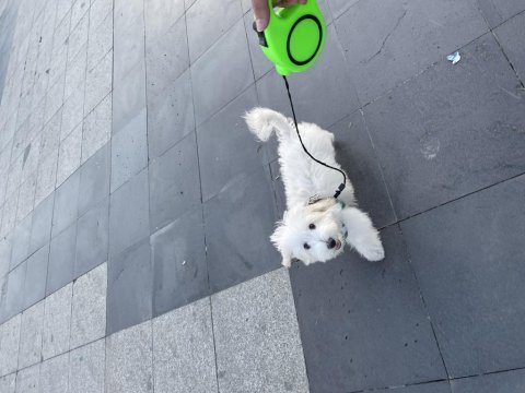 7 aylık kimlikli maltese terrier