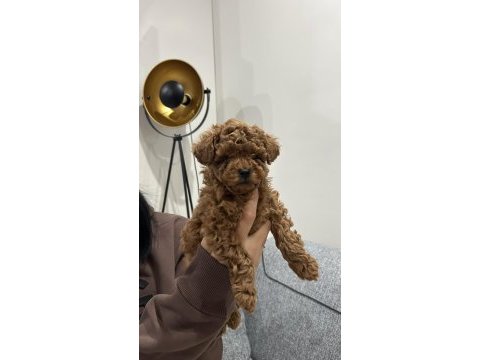 Orginal kore poodle