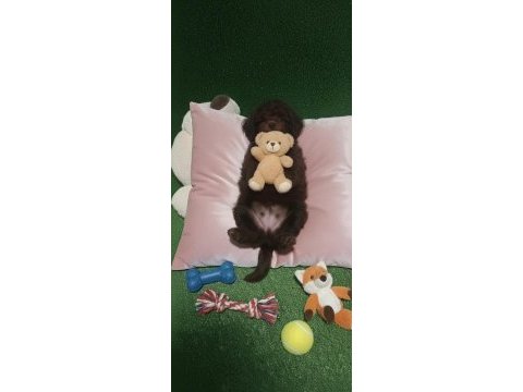 Çikolata toy poodle nadir renk