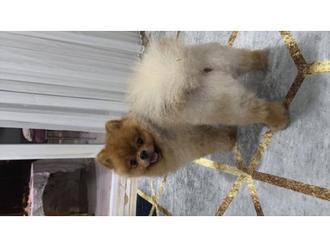 Orjinal ayı surat pomeranian
