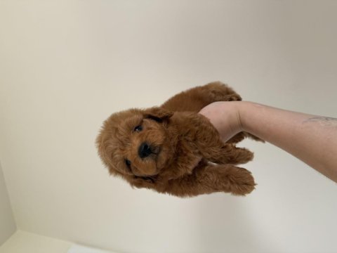 Redbrown maltipoo 