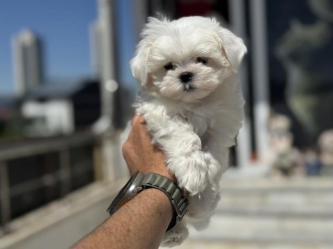 Show kalite tea cup kore kan maltese yavrumuz