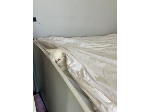 Oyuncu british shorthair