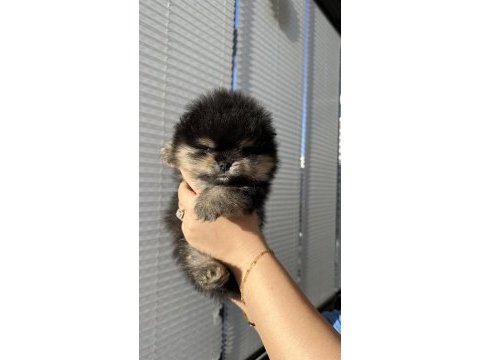 3 aylık pomeranian boo ayı surat