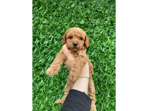 Toy poodle bebekler