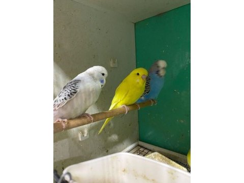 Erkut petten yavru jumbo muhabbet kuşları