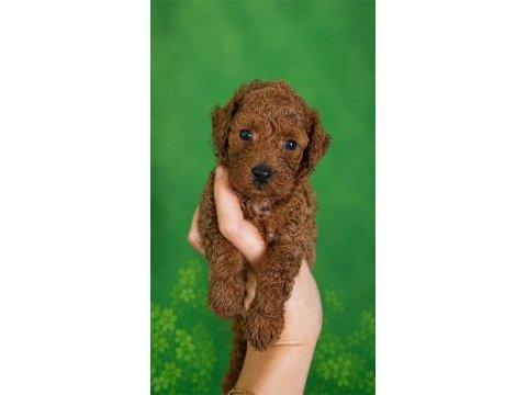 Orjinal ev üretimi gerçek toy poodle