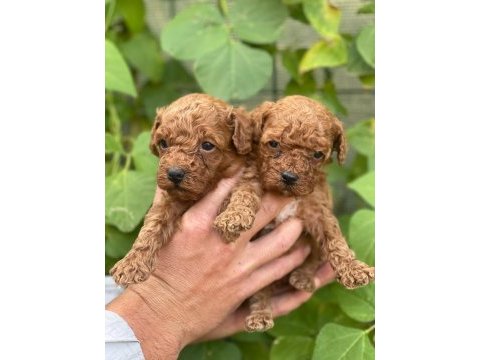 Irk garantili poodle bebeklerimiz için geç kalmayın