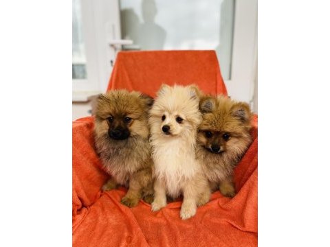 Uygun a kalite pomeranian spitz yavrularımız