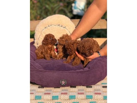 Red brown toy poodle elden teslim
