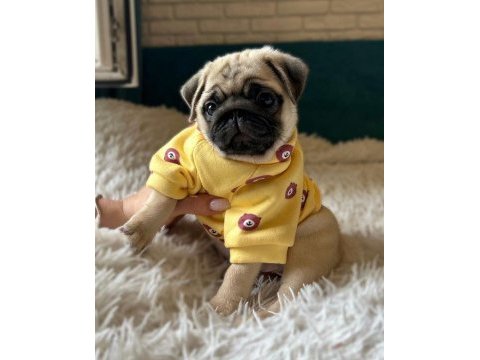 Üst kalite pug dişi
