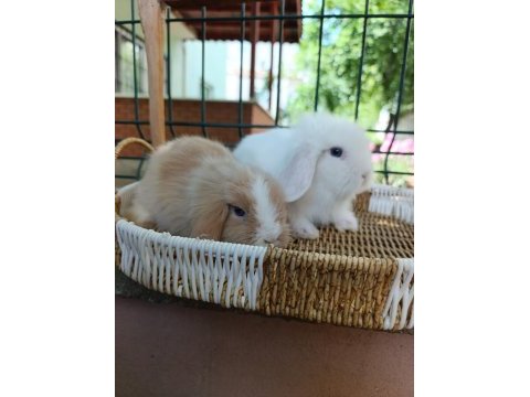 Hollanda teddy lop tavşanı yavrular 35 47 günlükler