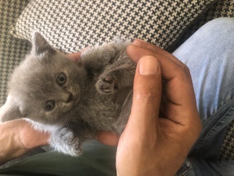Bebeğim yeni yuvasına hazır british shorthair