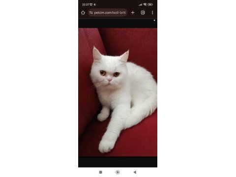 British shorthair red point erkek