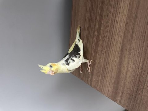 Fırından yeni çıktı 3 adet sultan papağanı