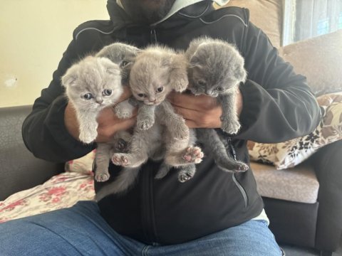 British shorthair yavrularımıza yuva arıyoruz
