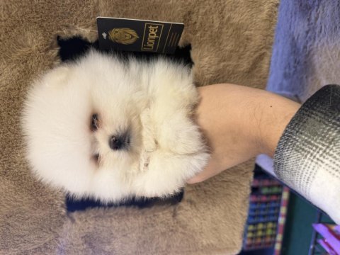 Pomeranian boo yavrularımız
