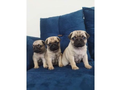 Pug mops yavrularımız