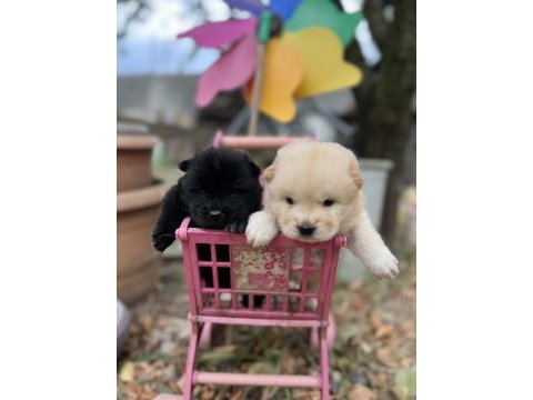 Chow chow (çin aslanı) yavrularımız