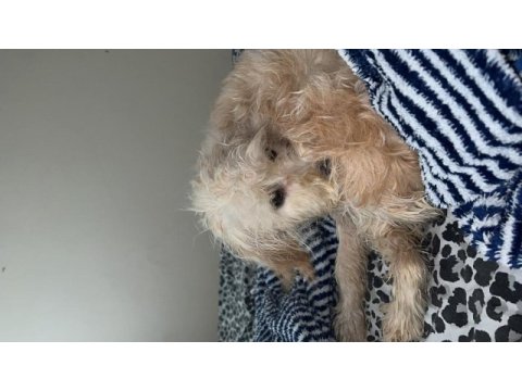 4.5 aylık dişi terrier