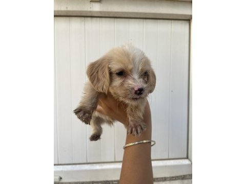 Antalya cockapoo
