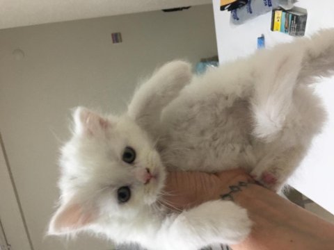 British longhair yavrular