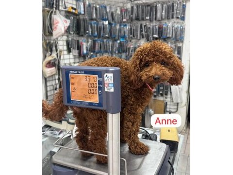 En güzel toy poodle yavrular ankara mağazamızda görün