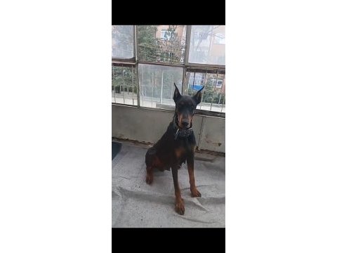 1 yaşında dişi doberman