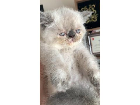 Safkan tertemiz kan taşıyan exotic shorthair yavrular