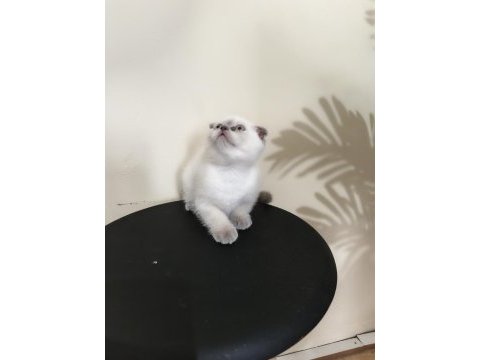 Yeni yuvaya hazır scottish fold bebeklerimiz