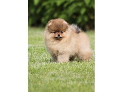 Pomeranian boo köpeği için ulaşın