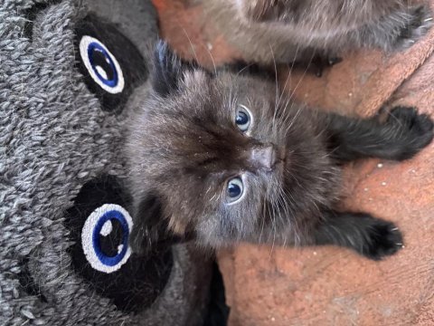 0-3 aylık british longhair