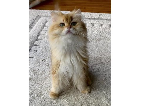 Şecereli british longhair golden yetişkin erkek