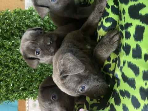 Ruhsatlı çiftliğimizden safkan cane corso yavruları